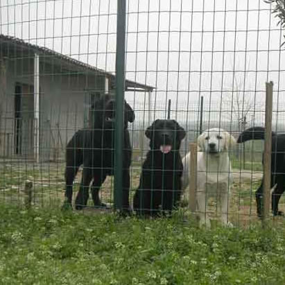 養（yǎng）殖護欄網