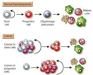需要使用(yòng)冷(lěng)凍幹燥設備幹燥儲存的人(rén)細胞 需要使用冷凍幹燥設(shè)備幹燥儲存(cún)的人細胞